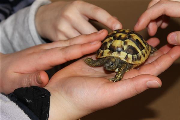 Grote foto schildpad griekse landschildpadden dieren en toebehoren reptielen en amfibie n