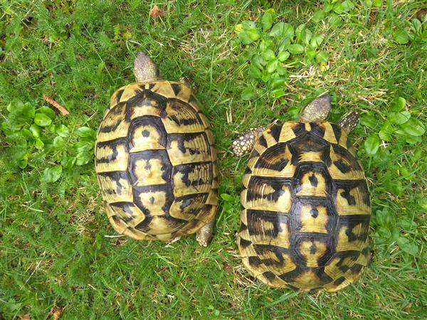 Grote foto schildpad griekse landschildpadden dieren en toebehoren reptielen en amfibie n