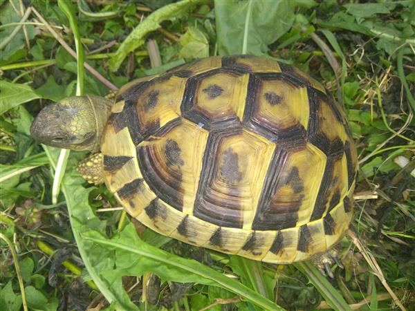 Grote foto schildpad griekse landschildpadden dieren en toebehoren reptielen en amfibie n