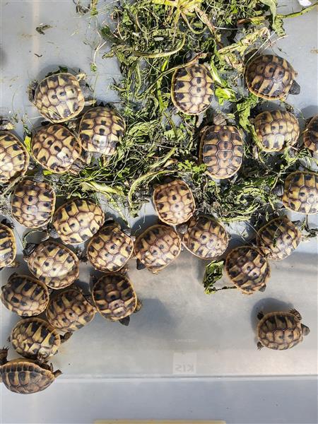 Grote foto schildpad griekse landschildpadden dieren en toebehoren reptielen en amfibie n