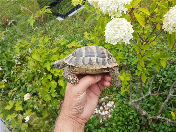Grote foto schildpad griekse landschildpadden dieren en toebehoren reptielen en amfibie n