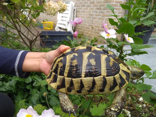 Grote foto schildpad griekse landschildpadden dieren en toebehoren reptielen en amfibie n