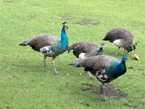 Grote foto pauw haan dieren en toebehoren pluimvee