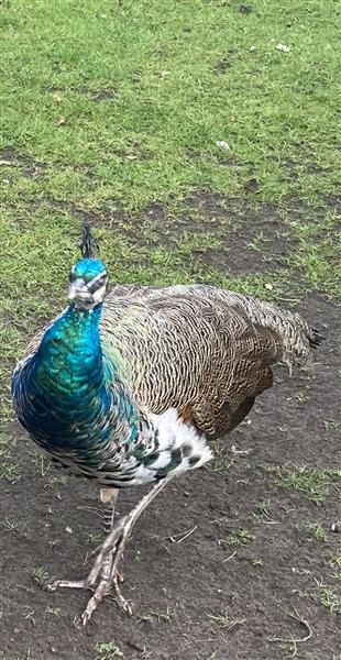 Grote foto pauw haan dieren en toebehoren pluimvee