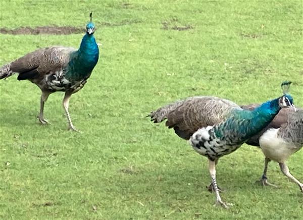 Grote foto pauw haan dieren en toebehoren pluimvee