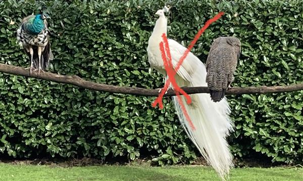 Grote foto pauw haan dieren en toebehoren pluimvee