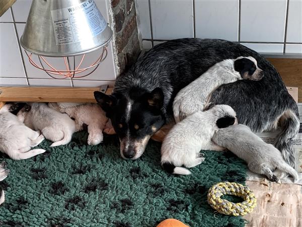 Grote foto te koop australian cattle dog pups dieren en toebehoren herdershonden en veedrijvers