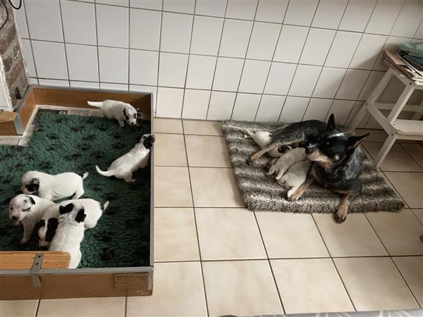 Grote foto te koop australian cattle dog pups dieren en toebehoren herdershonden en veedrijvers