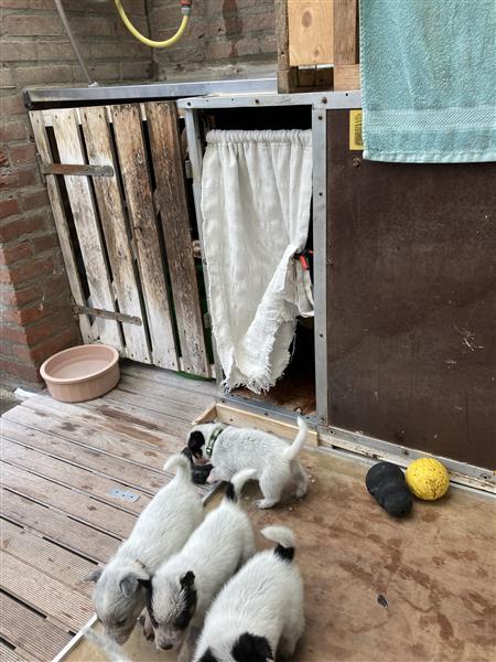 Grote foto te koop australian cattle dog pups dieren en toebehoren herdershonden en veedrijvers