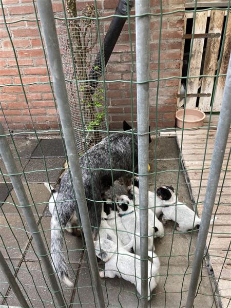 Grote foto te koop australian cattle dog pups dieren en toebehoren herdershonden en veedrijvers