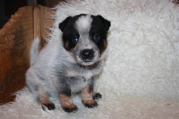 Grote foto te koop australian cattle dog pups dieren en toebehoren herdershonden en veedrijvers