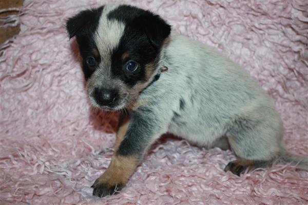 Grote foto te koop australian cattle dog pups dieren en toebehoren herdershonden en veedrijvers