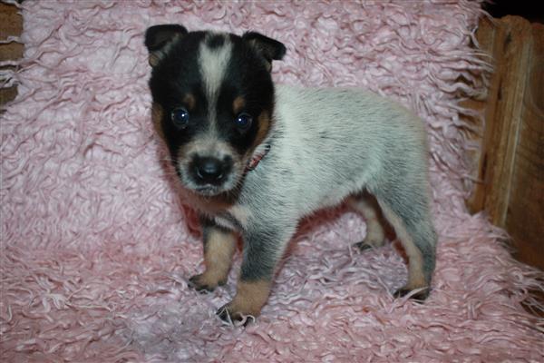 Grote foto te koop australian cattle dog pups dieren en toebehoren herdershonden en veedrijvers