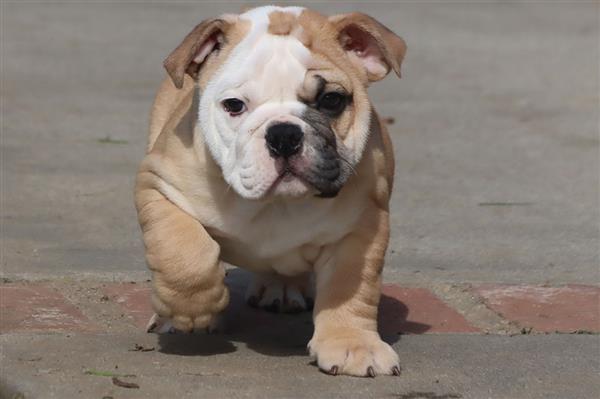 Grote foto prachtige engelse buldog pups met stamboom. dieren en toebehoren bulldogs pinschers en molossers