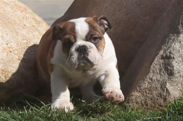 Grote foto prachtige engelse buldog pups met stamboom. dieren en toebehoren bulldogs pinschers en molossers