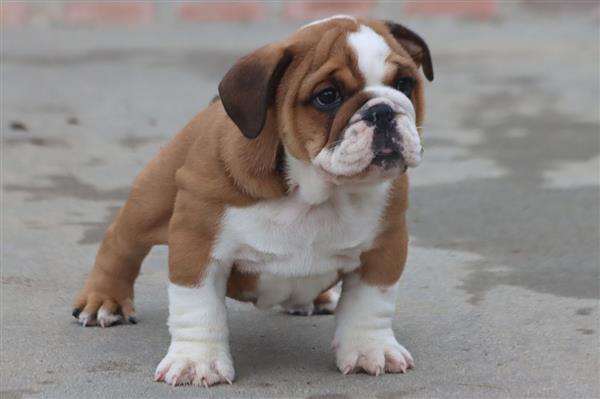 Grote foto prachtige engelse buldog pups met stamboom. dieren en toebehoren bulldogs pinschers en molossers