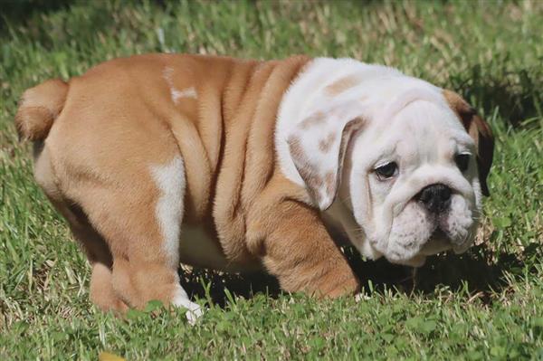 Grote foto prachtige engelse buldog pups met stamboom. dieren en toebehoren bulldogs pinschers en molossers