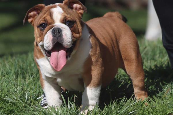 Grote foto prachtige engelse buldog pups met stamboom. dieren en toebehoren bulldogs pinschers en molossers