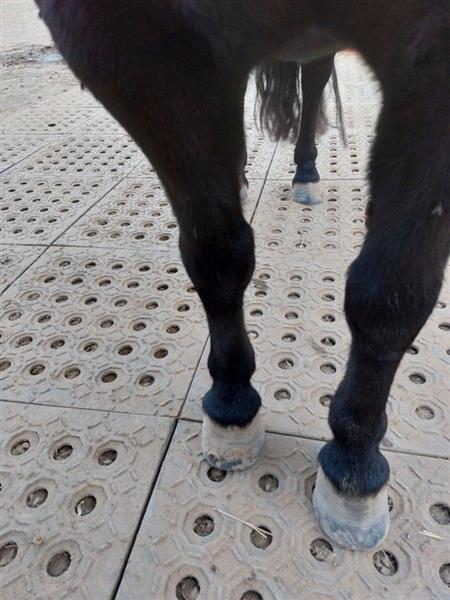 Grote foto mudcontrol gebruikte paddock platen dieren en toebehoren stalling en weidegang