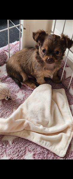 Grote foto chihuahua dieren en toebehoren chihuahua en gezelschapshonden