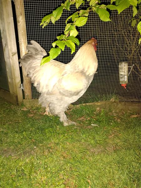 Grote foto brahma haan dieren en toebehoren pluimvee