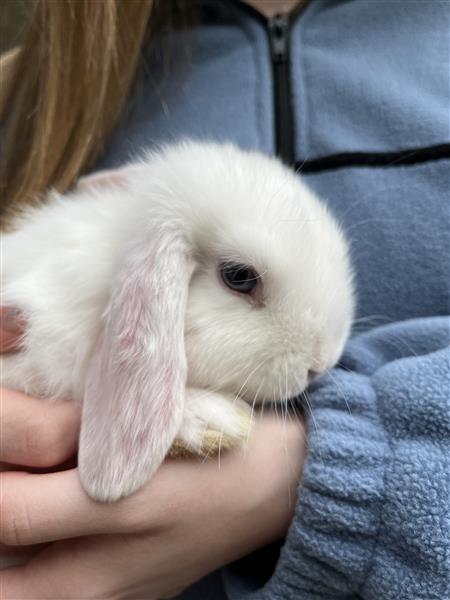 Grote foto nederlandse hangoor dwergkonijntjes nhd dieren en toebehoren konijnen