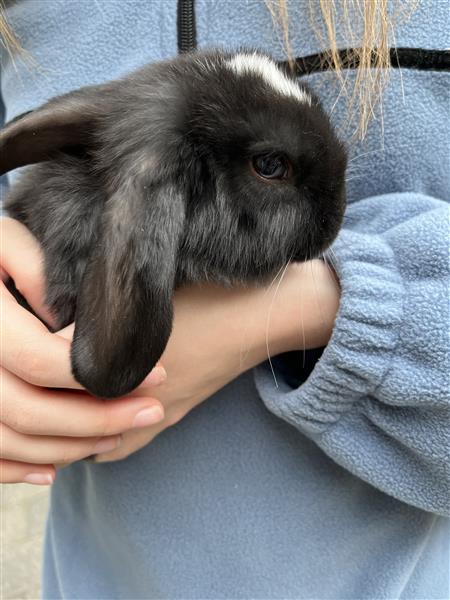 Grote foto nederlandse hangoor dwergkonijntjes nhd dieren en toebehoren konijnen