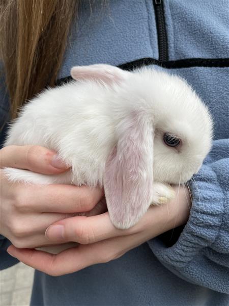 Grote foto nederlandse hangoor dwergkonijntjes nhd dieren en toebehoren konijnen