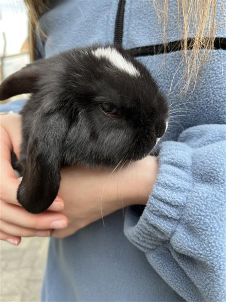 Grote foto nederlandse hangoor dwergkonijntjes nhd dieren en toebehoren konijnen