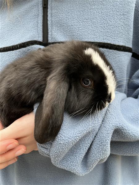 Grote foto nederlandse hangoor dwergkonijntjes nhd dieren en toebehoren konijnen