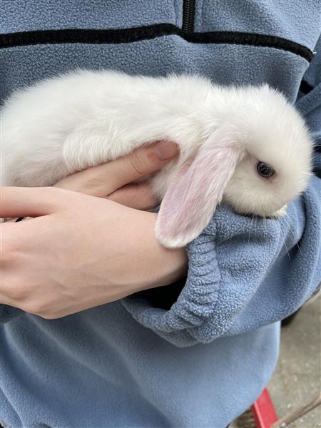Grote foto nederlandse hangoor dwergkonijntjes nhd dieren en toebehoren konijnen