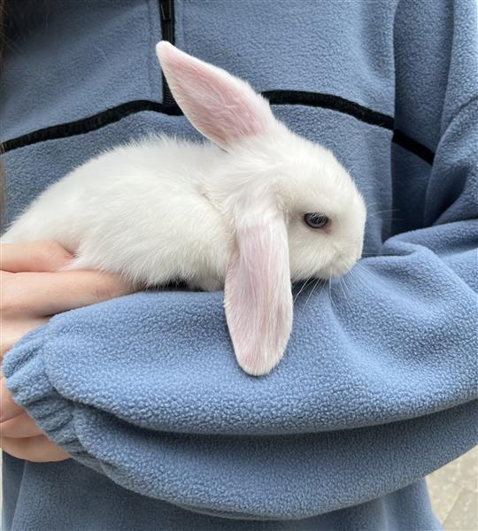 Grote foto nederlandse hangoor dwergkonijntjes nhd dieren en toebehoren konijnen