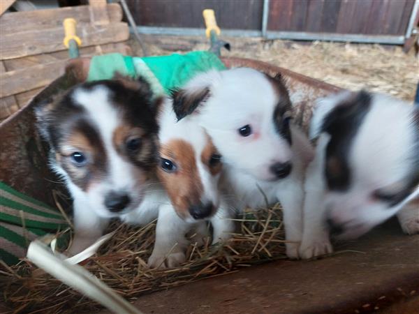 Grote foto jackrussels dieren en toebehoren jack russells en terri rs