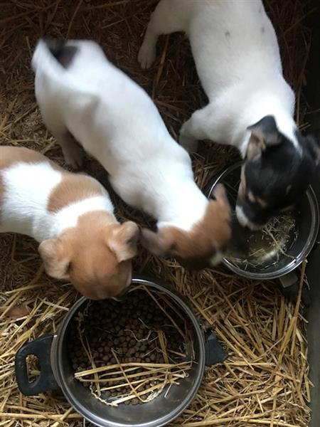 Grote foto jackrussels dieren en toebehoren jack russells en terri rs