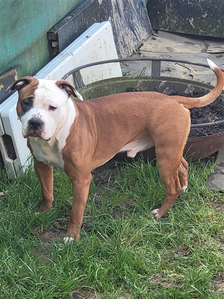 Grote foto amerikaanse stafford bully dieren en toebehoren jack russells en terri rs