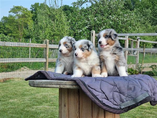 Grote foto australische herderpups dieren en toebehoren herdershonden en veedrijvers