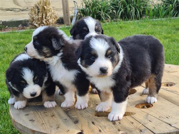 Grote foto australische herderpups dieren en toebehoren herdershonden en veedrijvers