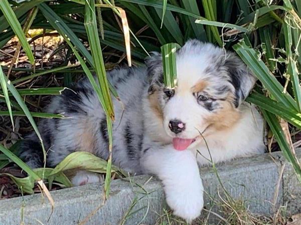 Grote foto australische herderpups dieren en toebehoren herdershonden en veedrijvers