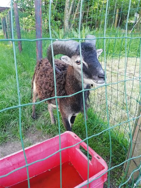 Grote foto bok schaap dieren en toebehoren schapen geiten en varkens