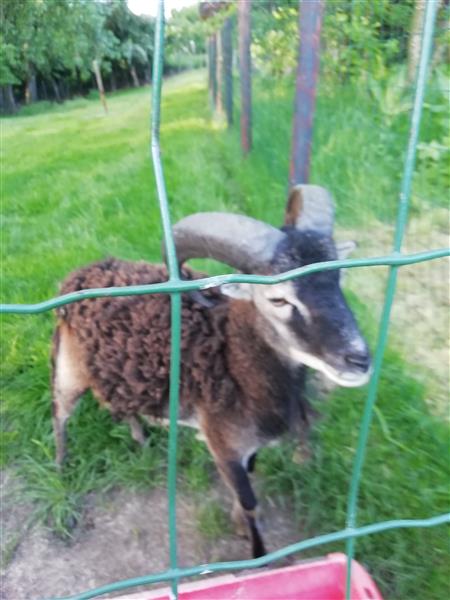 Grote foto bok schaap dieren en toebehoren schapen geiten en varkens