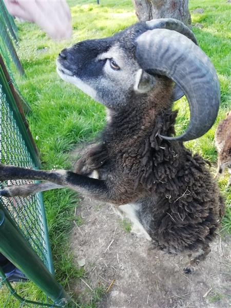 Grote foto bok schaap dieren en toebehoren schapen geiten en varkens