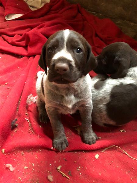 Grote foto duitse staande draadhaarpups te koop dieren en toebehoren setters en staande honden