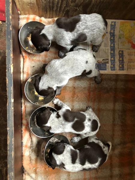 Grote foto duitse staande draadhaarpups te koop dieren en toebehoren setters en staande honden