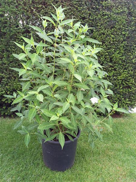 Grote foto hydrangeas acer variegatum tuin en terras bomen en struiken