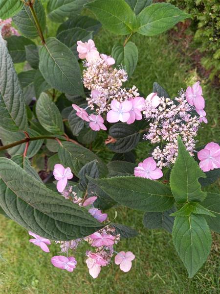 Grote foto hydrangeas acer variegatum tuin en terras bomen en struiken