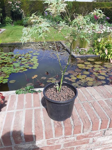 Grote foto hydrangeas acer variegatum tuin en terras bomen en struiken