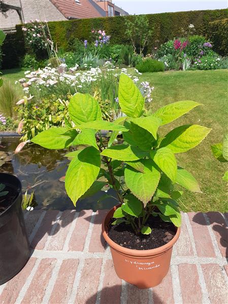 Grote foto hydrangeas acer variegatum tuin en terras bomen en struiken