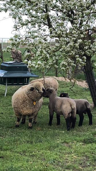 Grote foto 2volwassen ooien hampshire down dieren en toebehoren schapen geiten en varkens