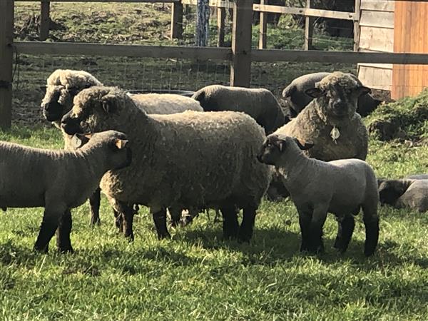 Grote foto 2volwassen ooien hampshire down dieren en toebehoren schapen geiten en varkens