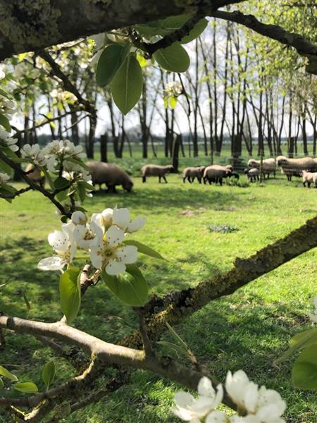 Grote foto 2volwassen ooien hampshire down dieren en toebehoren schapen geiten en varkens